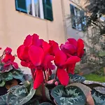 Olive Tree's House 度假居