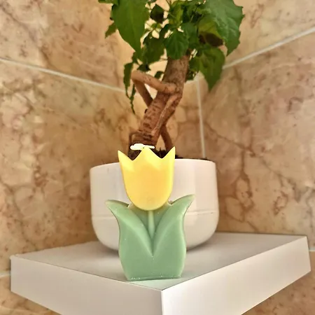 Olive Tree's House * 罗马