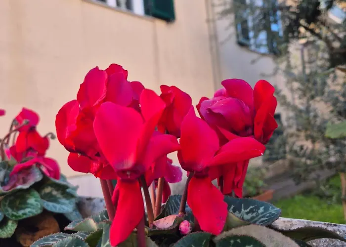 Olive Tree's House Prázdninový dům