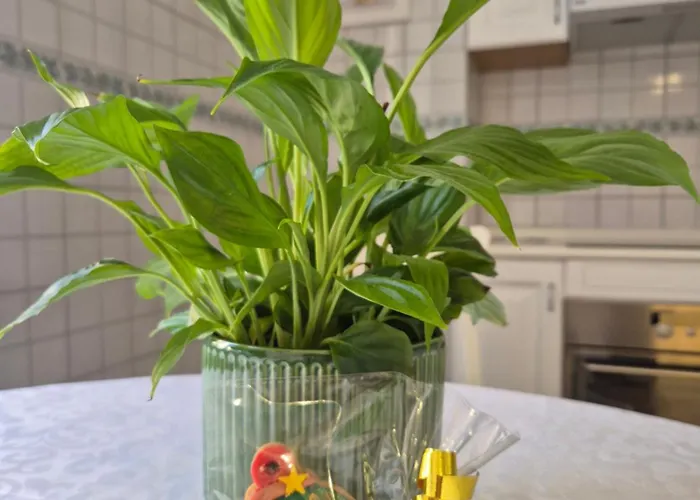 Olive Tree's House Prázdninový dům *